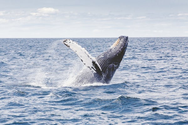 Observação de baleias em San Diego