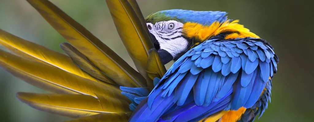 Loro Parque