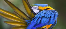 Loro Parque