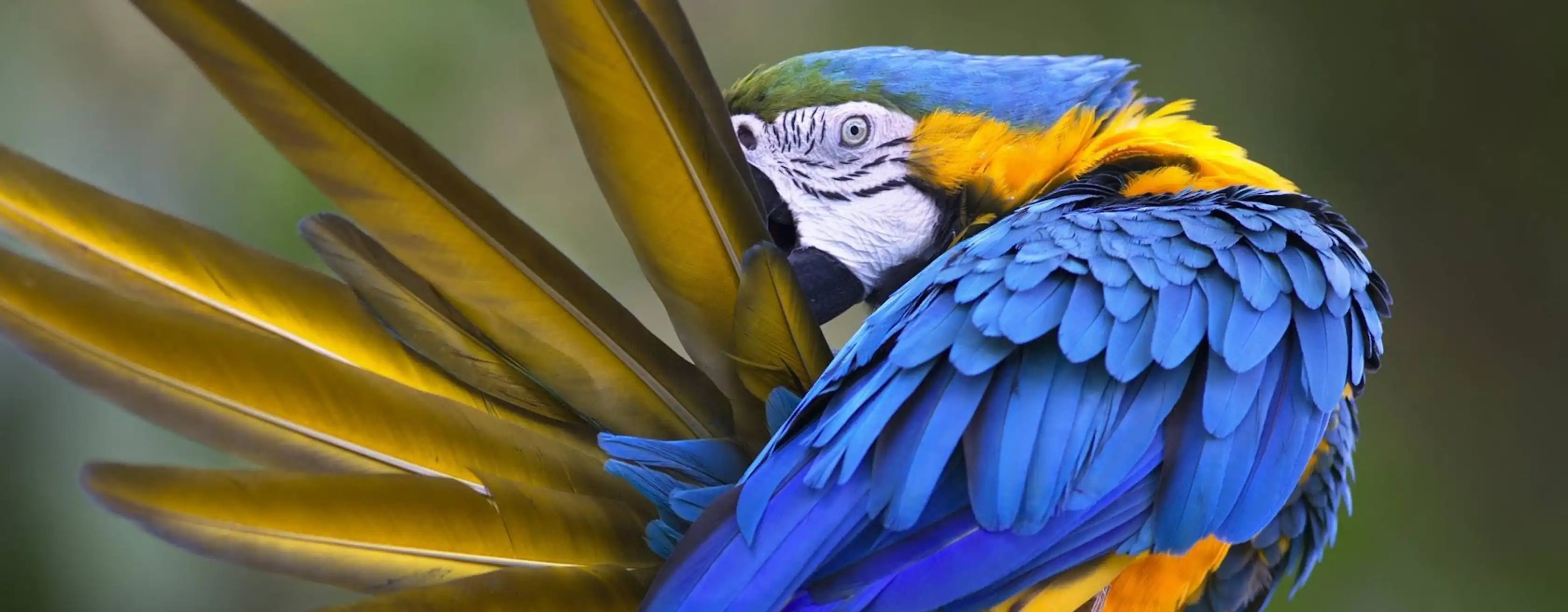 Buchen Sie Ihre Tickets und Touren für den Loro Parque.