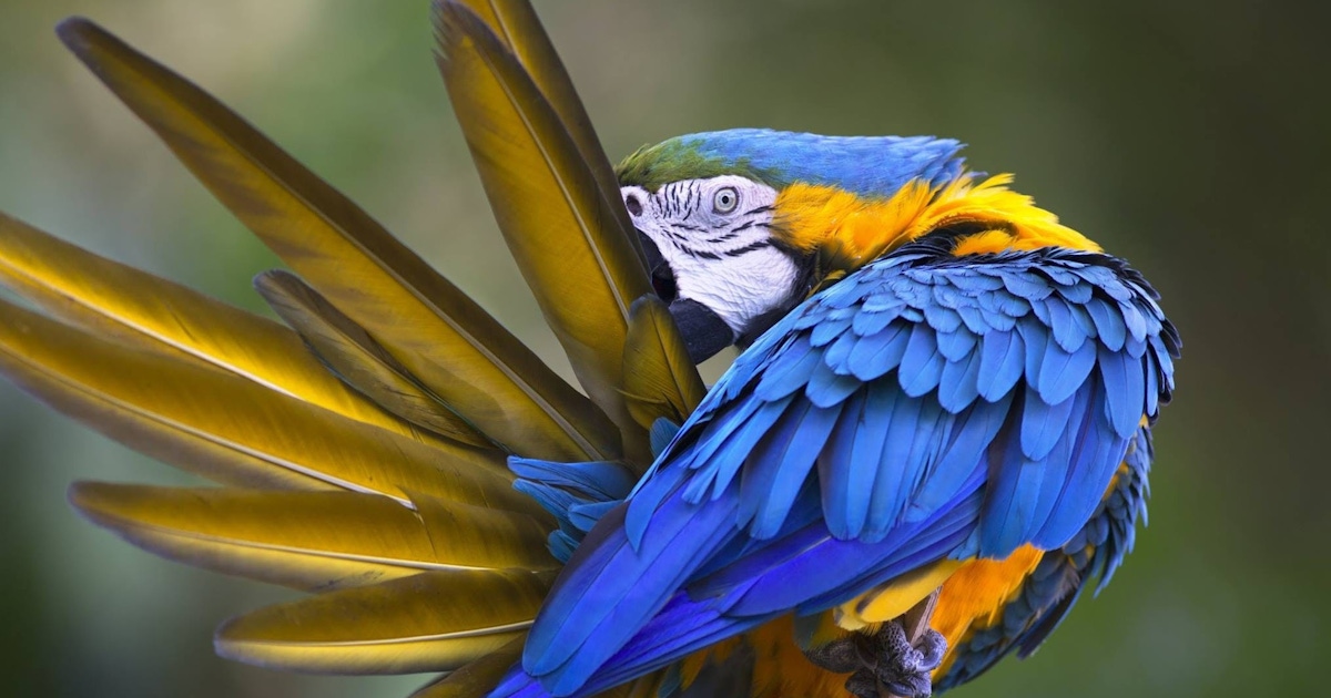 Loro Parque Tenerife Tickets Loro Parque Tenerife Tickets