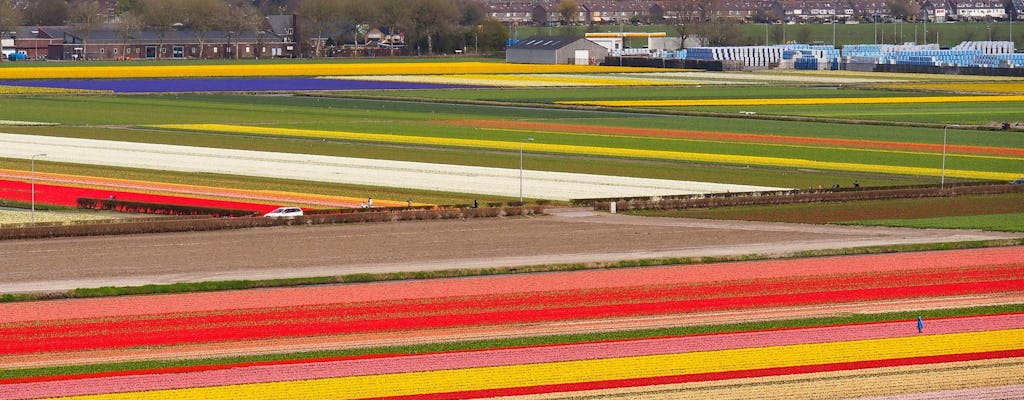 Pola tulipanów Keukenhof i wycieczka po farmie kwiatowych cebulek
