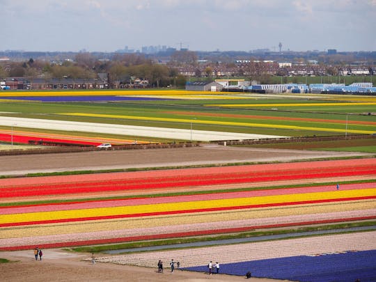 Excursión a los campos de tulipanes del Keukenhof y a los cultivos de bulbos