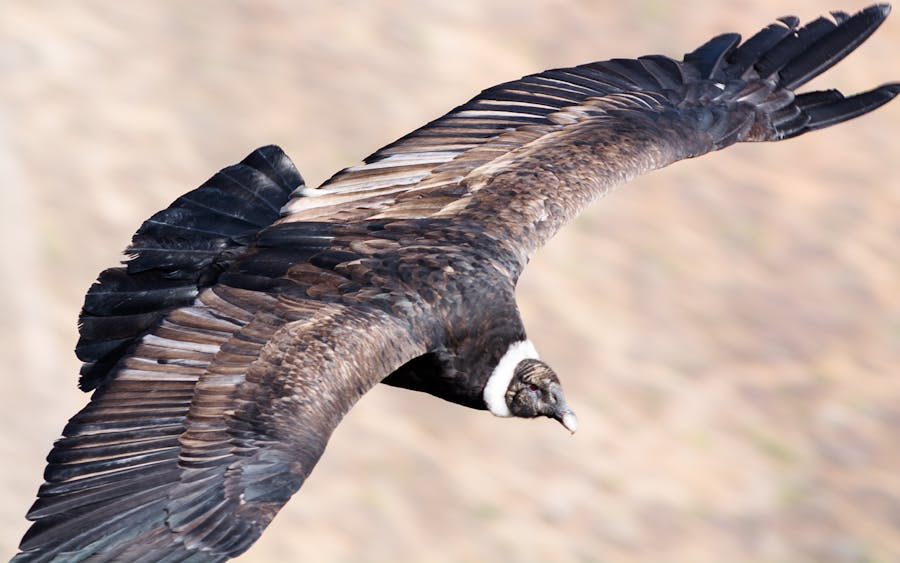 Colca Canyon: 2 Day Tour from Arequipa
