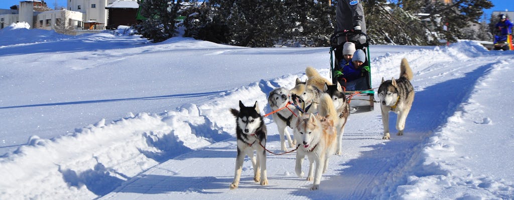 Escursione con cani da slitta per grandi e piccini a Breuil-Cervinia