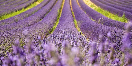 Full day lavender tour from Arles