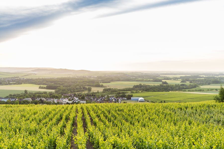 Small group Champagne day trip from Paris with Hot Air Balloon