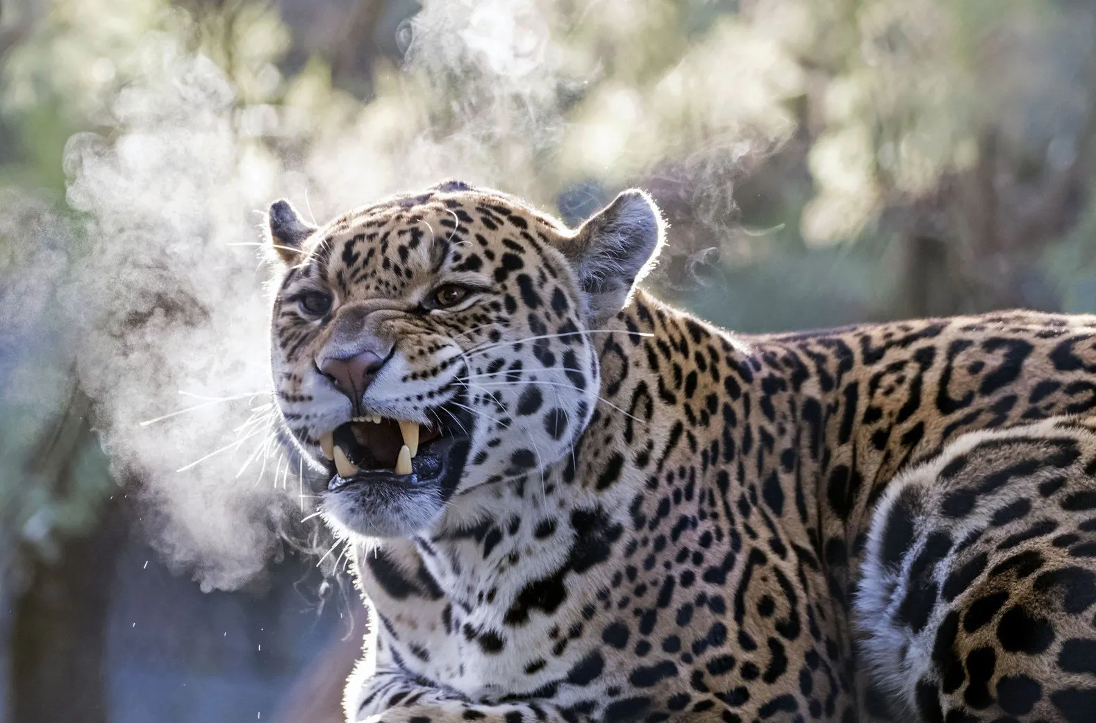Artis Zoo