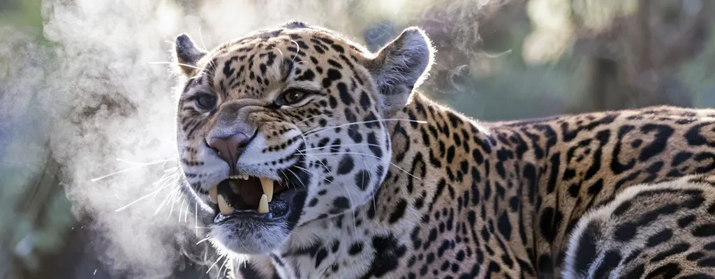 Artis Zoo