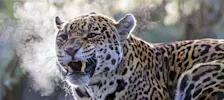 Artis Zoo