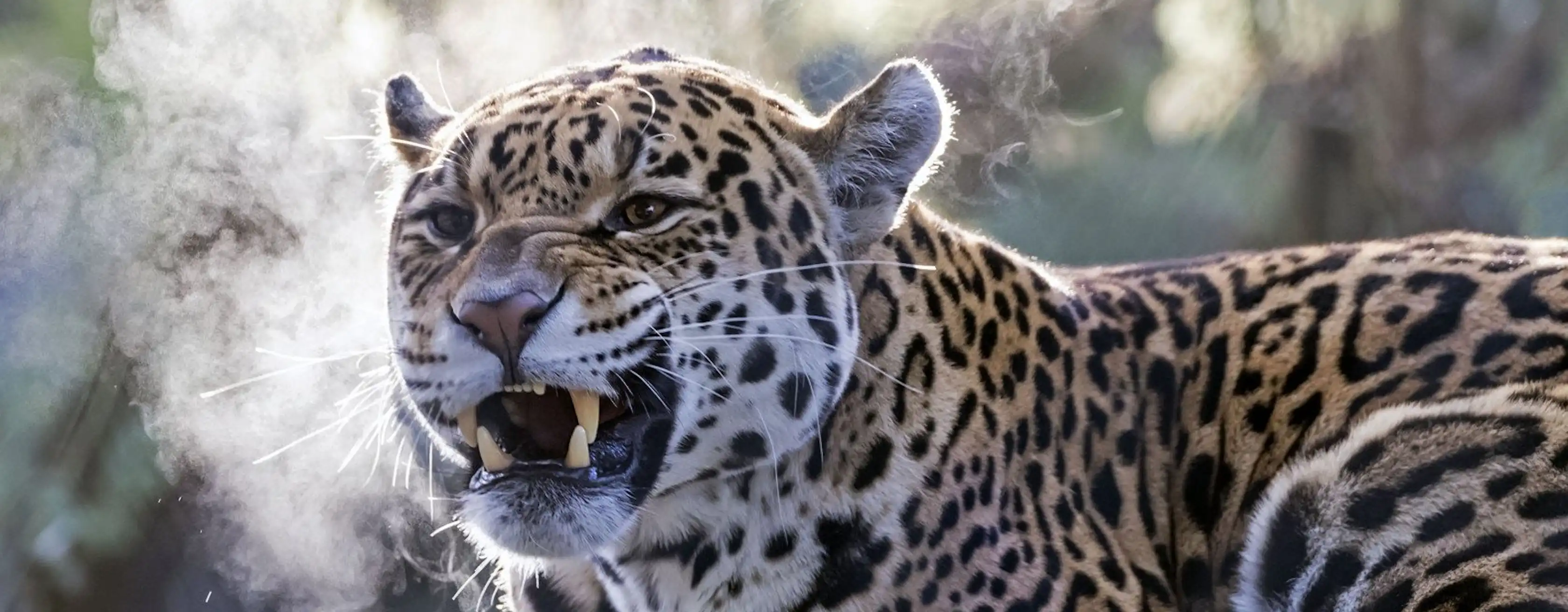 Artis Zoo tickets and tours