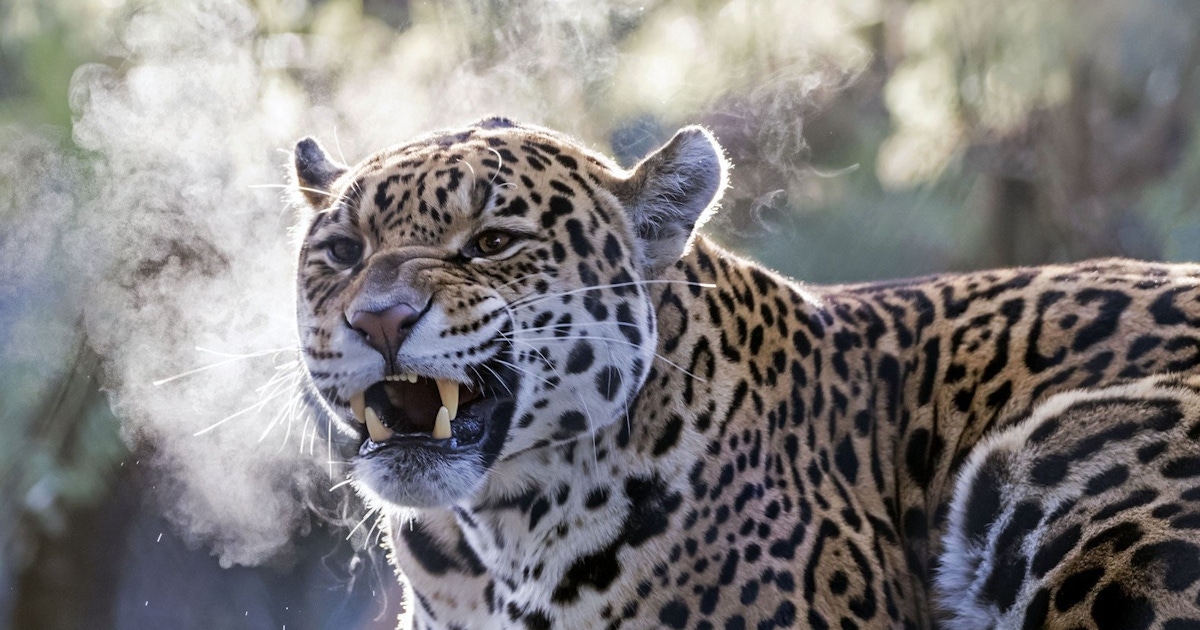Artis Zoo
