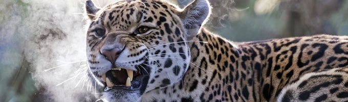 Artis Amsterdam Royal Zoo Skip The Line Ticket Musement