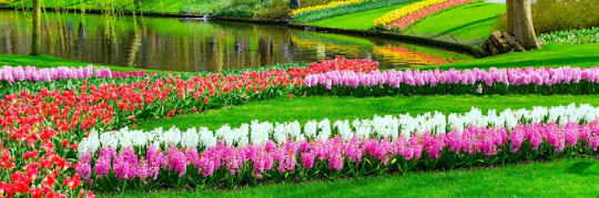 Keukenhof skip-the-line tickets and Spanish guided tour from Amsterdam