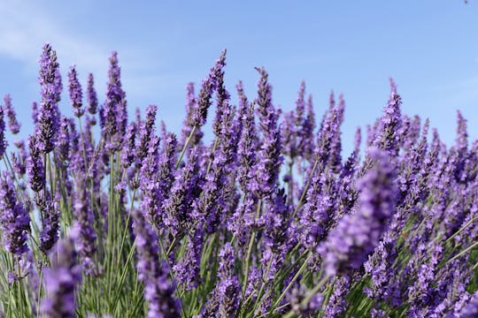 Lavendel in Sault und Tour durch Gordes und Roussillon