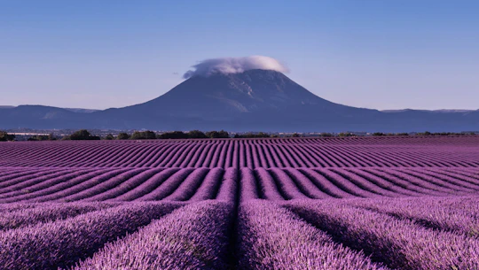 Lavender tour to Valensole from Marseille