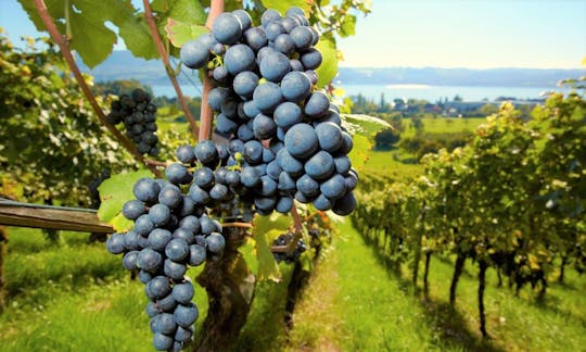 Full-day wine tour in the Medoc region