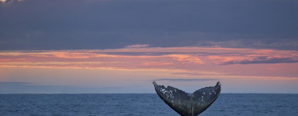 Dagtrip naar walvissen kijken naar San Juan Island