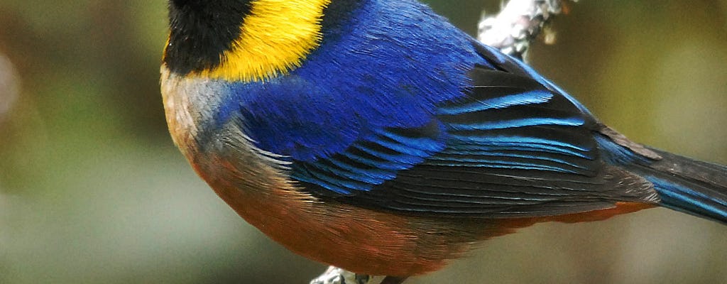 Andes Discovery Tour: Trek the Amazon Cloud Forest