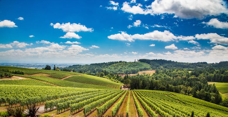 Verkostung von Vermentino und lokalen Weinen vom Weingut Lunae