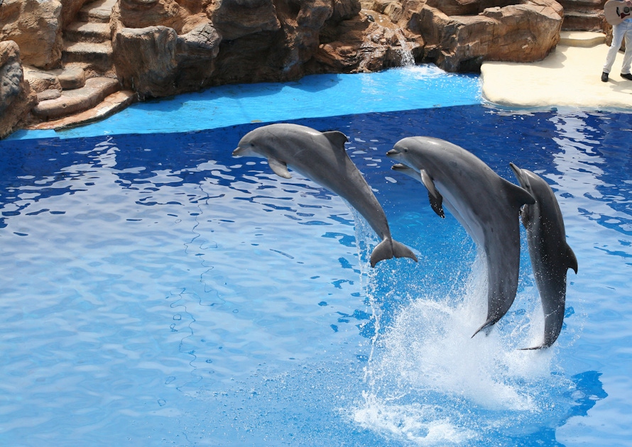 SeaWorld® San Diego Tickets and Passes  musement