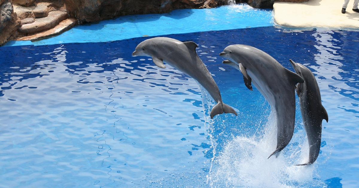 SeaWorld® San Diego Tickets and Passes SeaWorld® San Diego Tickets and Passes