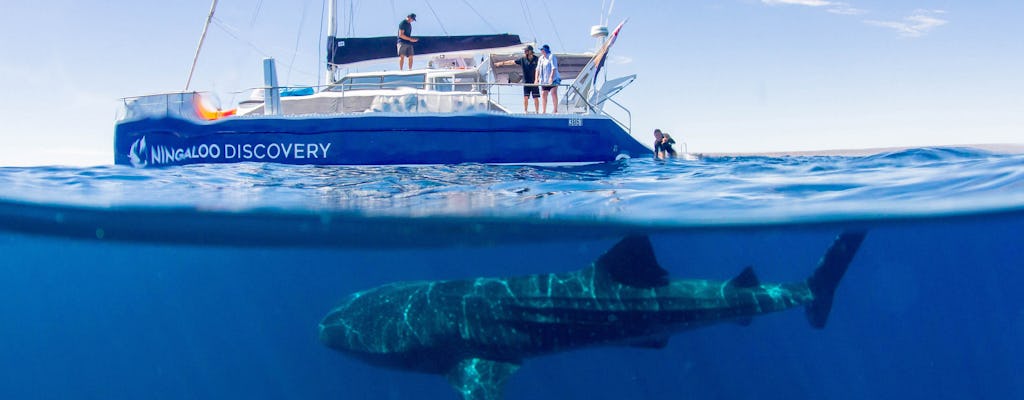 Lo squalo balena ningaloo nuota su un catamarano a vela