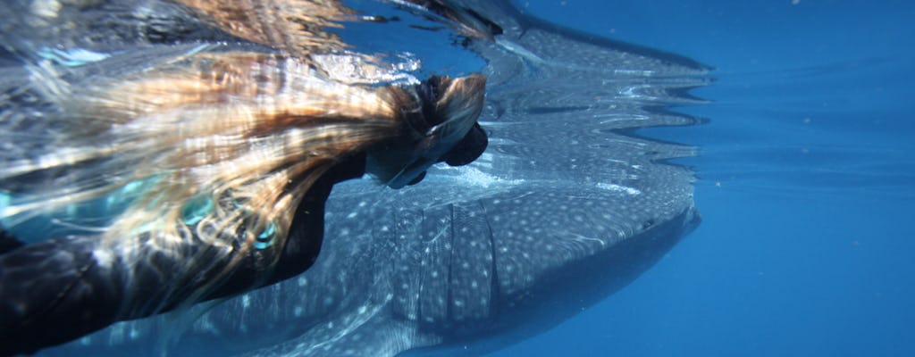 Ningaloo tubarão-baleia nadar em uma lancha