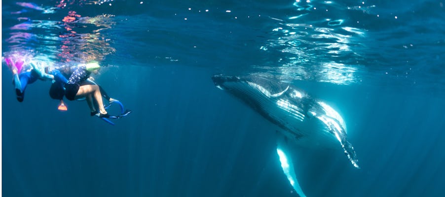 Ningaloo humpback whale swim on a sailing catamaran