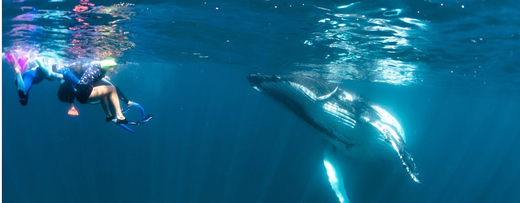 Ningaloo Buckelwal schwimmen auf einem Segelkatamaran