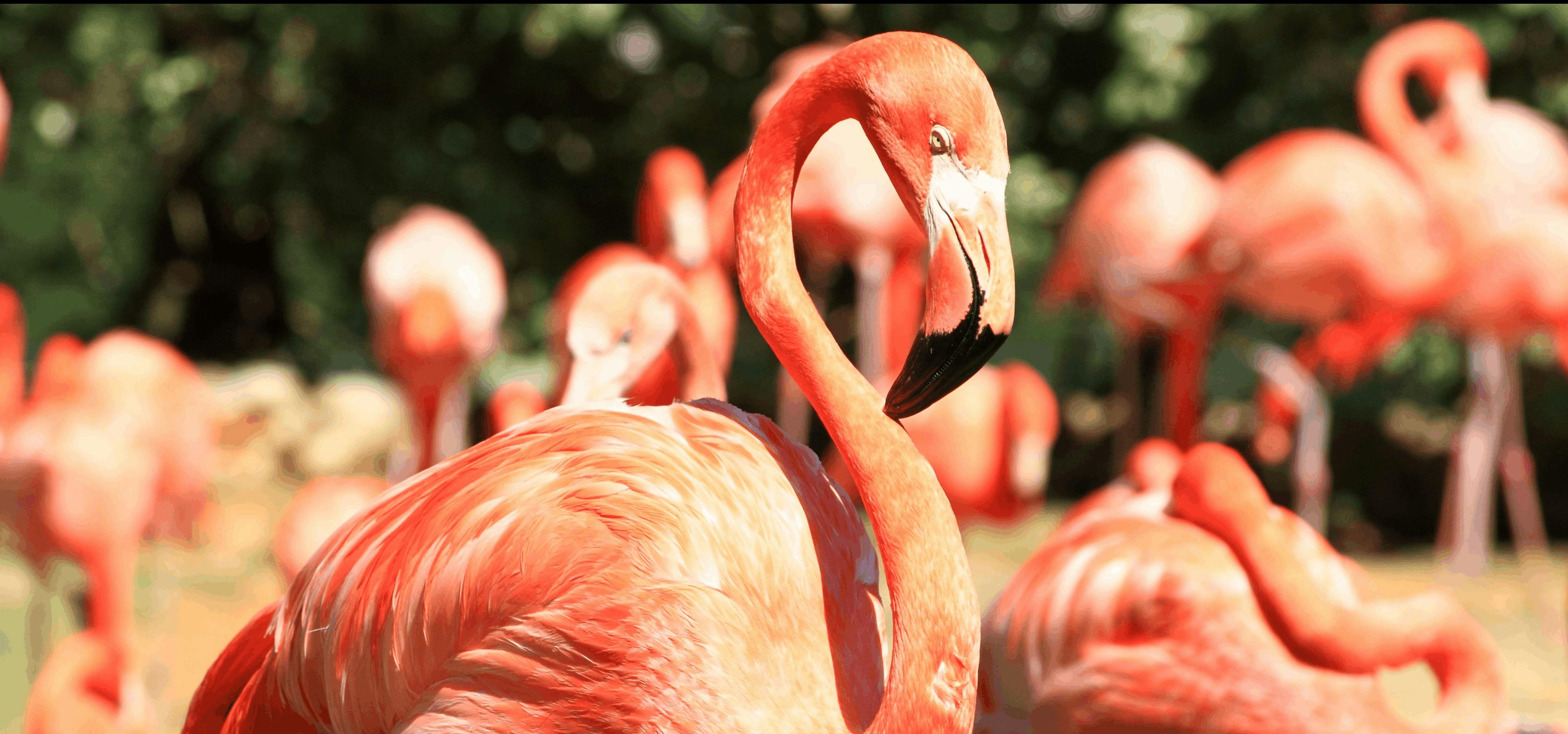 zoo miami private tour