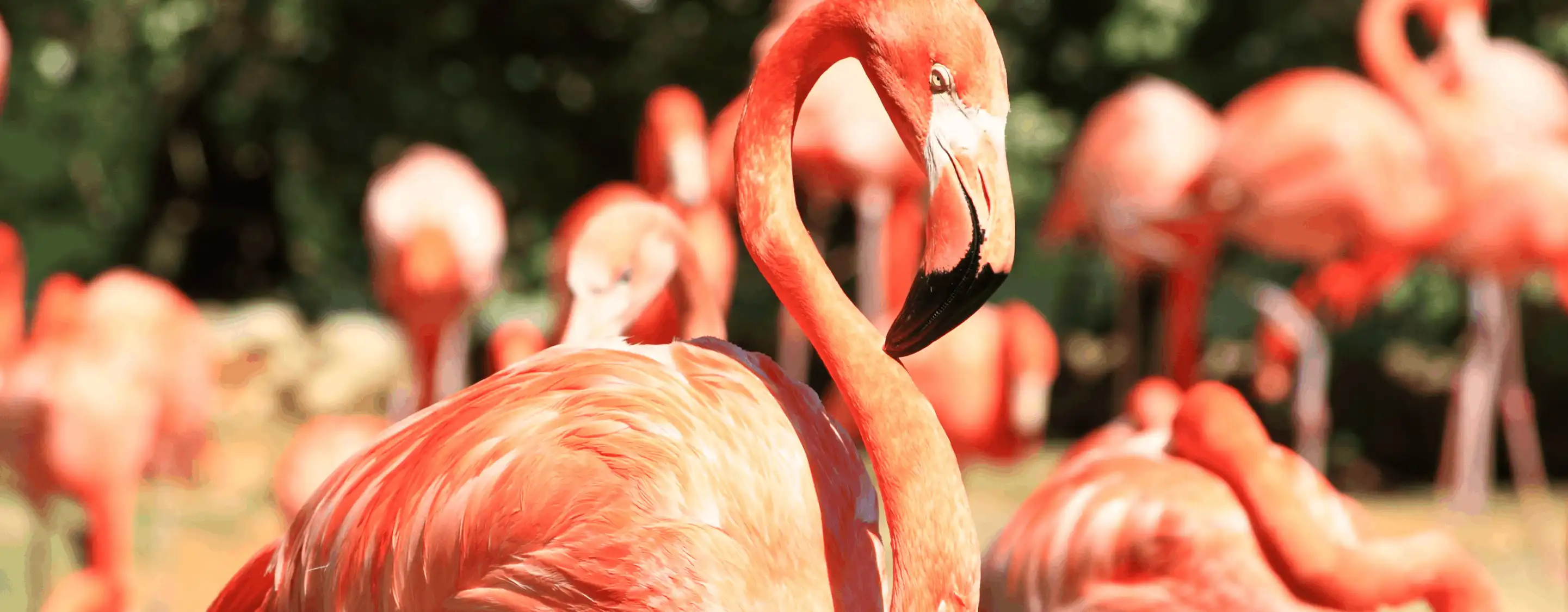 Zoo Miami