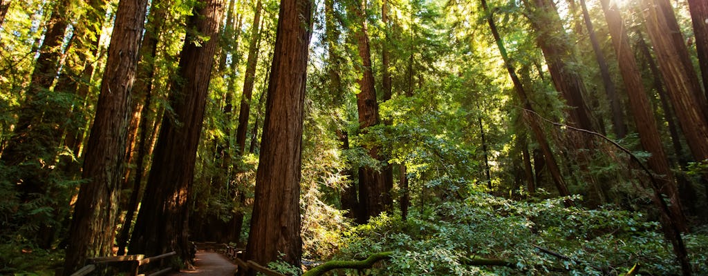Muir Woods with 24-hour hop-on hop-off bus tour