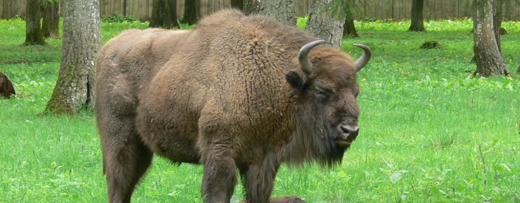 Excursion en petit groupe d'une journée au parc national de Bialowieza au départ de Varsovie