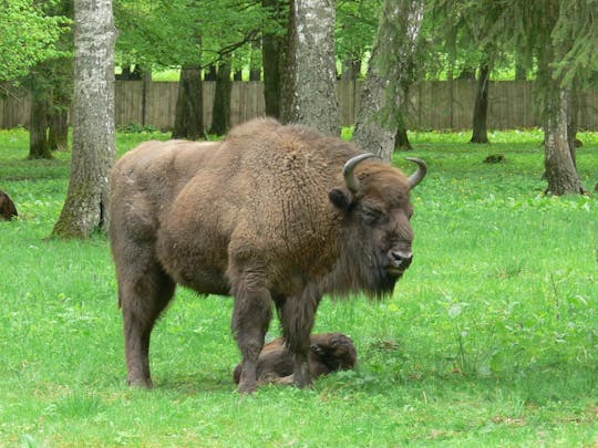 Bialowieza National Park small group tour from Warsaw with pickup and lunch