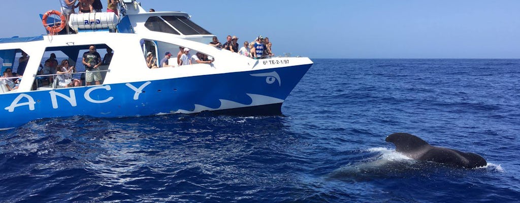 Dolphin and whale watching boat tour in La Palma