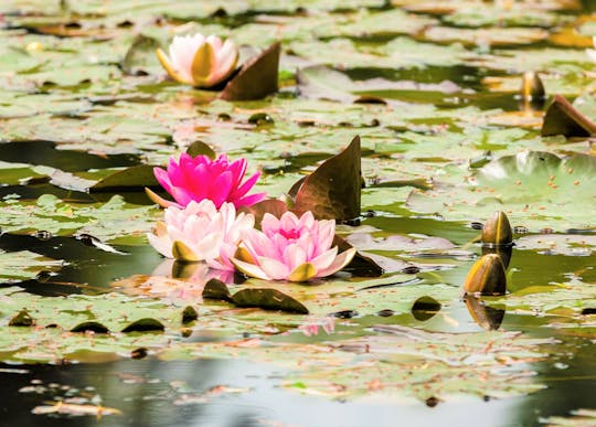 Excursión de medio día a Giverny desde París