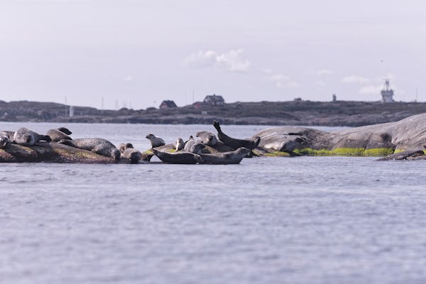 RIB speedboat seal safari uit Stockholm