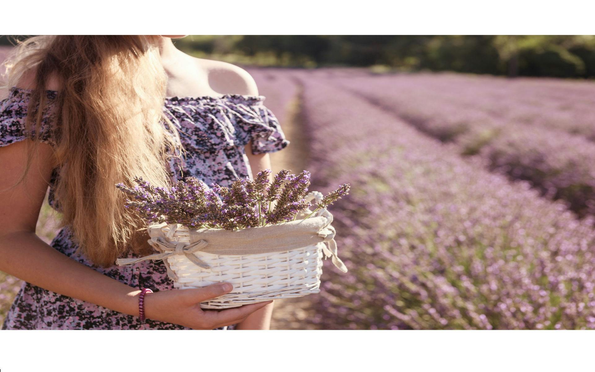 Full-day lavender tour in Sault from Aix en Provence