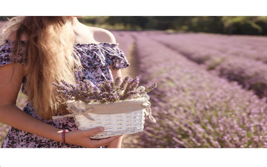 Full-day lavender tour in Sault from Aix en Provence