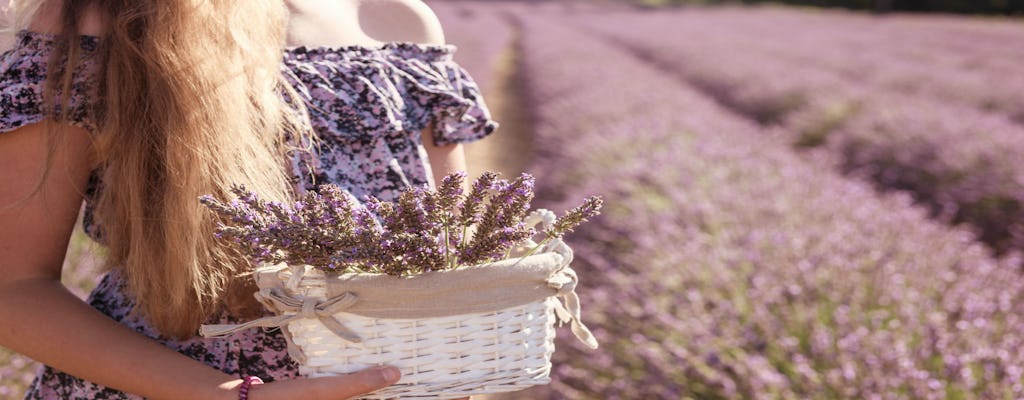 Full-day lavender tour in Sault from Aix en Provence