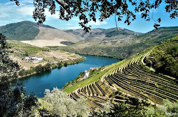 Douro Valley small group tour with wine tasting and lunch from Porto
