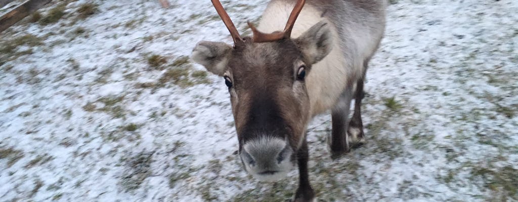 Helsinki city sightseeing and Nuuksio Reindeer Park shore excursion