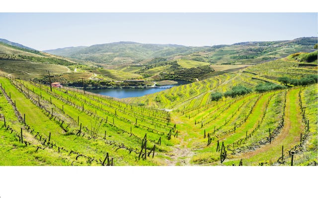 Green Douro wine tour from Porto