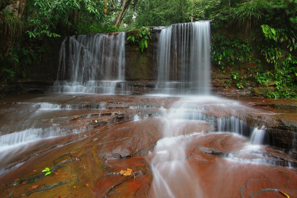 Lambir Hills National Park Tour