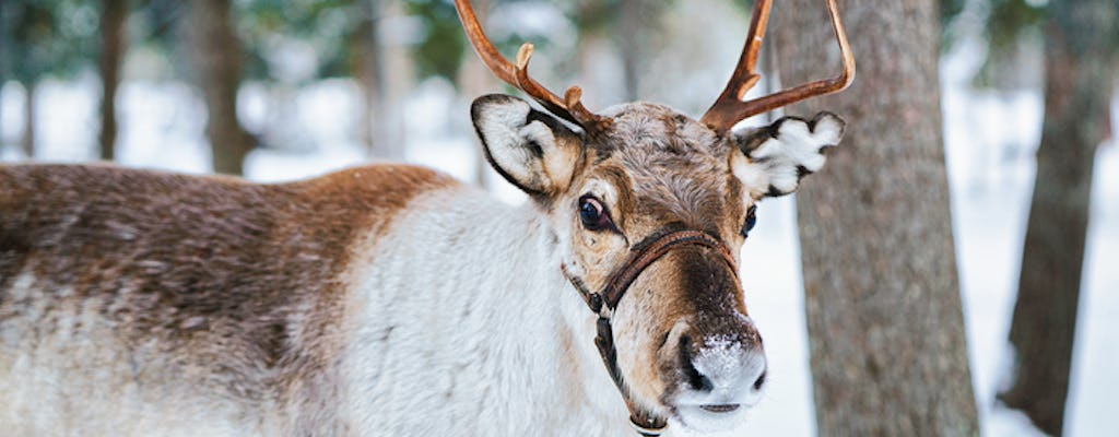 Punti salienti di Helsinki e parco delle renne di Nuuksio