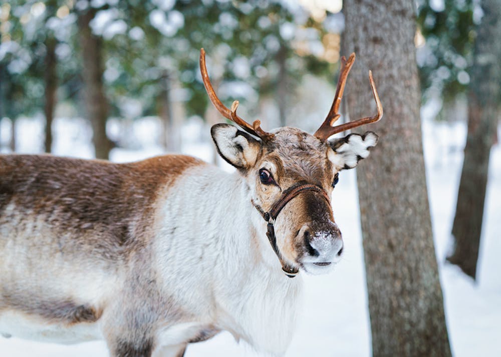 Helsinki highlights and Nuuksio reindeer park