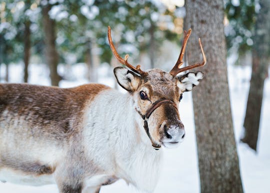 Highlights von Helsinki und der Rentierpark Nuuksio