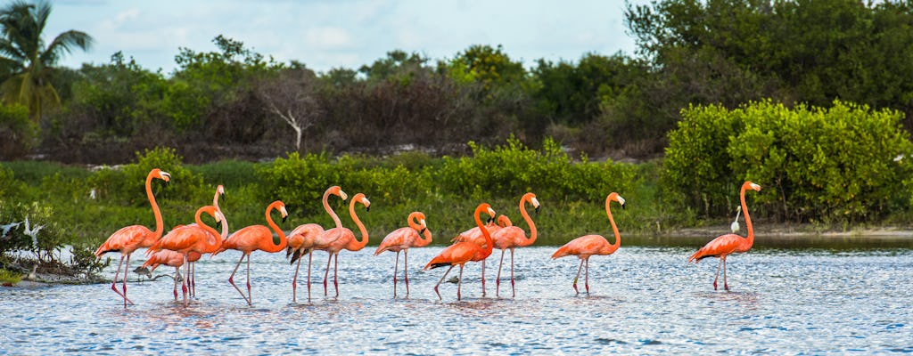 4 dagen ecotoerisme in Yucatán