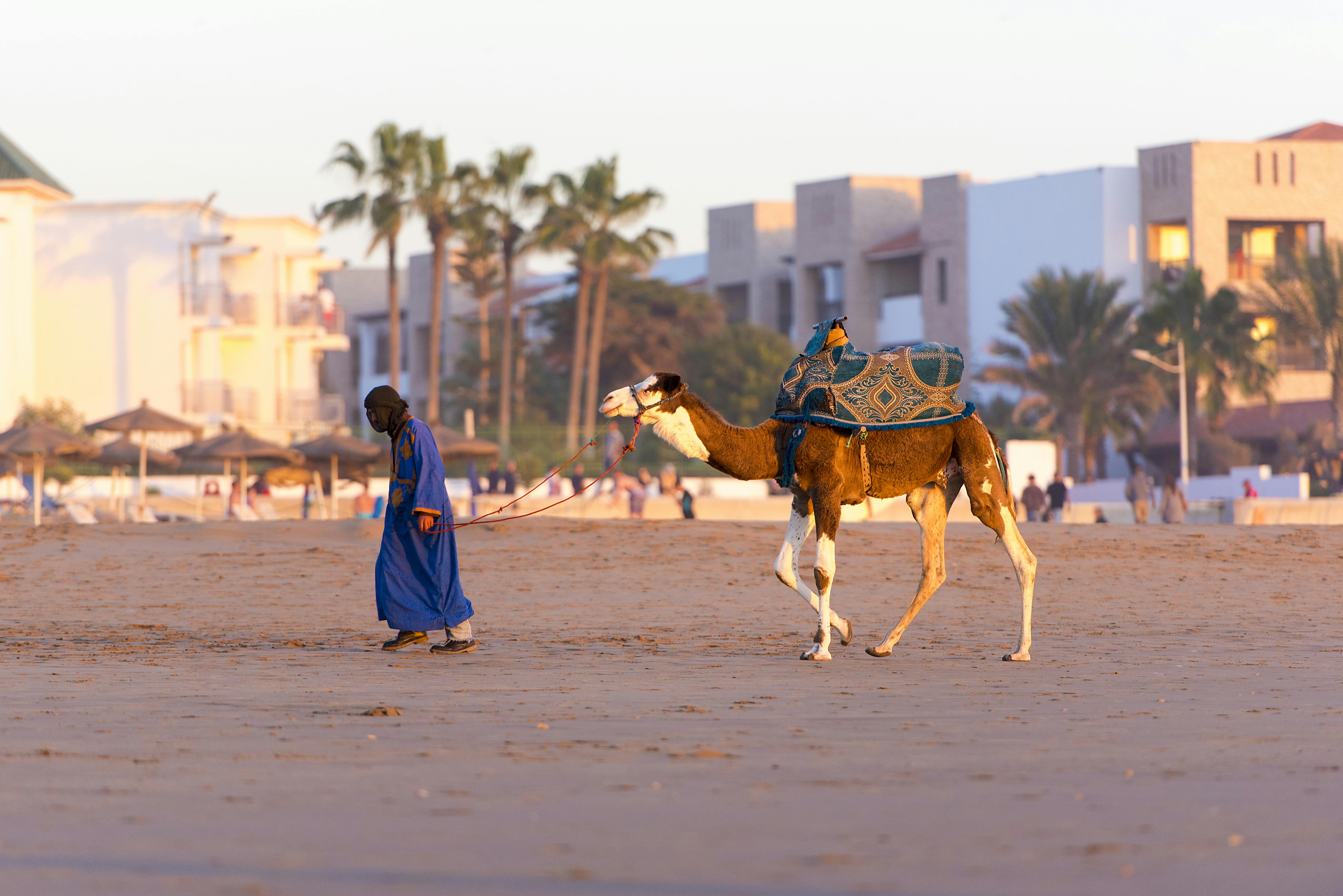 Camel Ride In Agadir | Musement